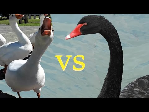 Swan vs Geese, Funny Swan & Geese, Waterbird Fight