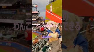 ニューヨークでわんこと野球観戦できる最高の日🐶💙🧡Bark at the Park|#nyc #newyork #mets
