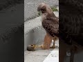 Easiest Meal Of This Hawk's Life