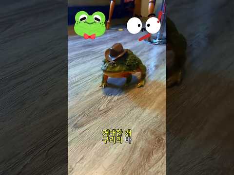 이 거대한 개구리를 본다면, 절대 만지지 마세요! 😱