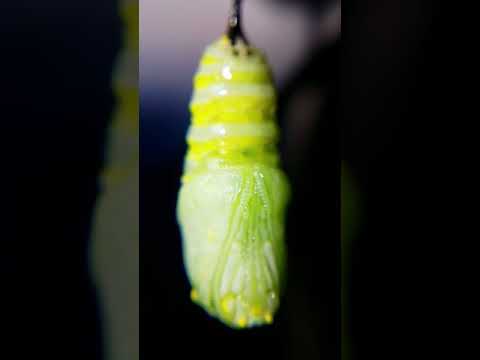 Close up of Monarch completing its pupation