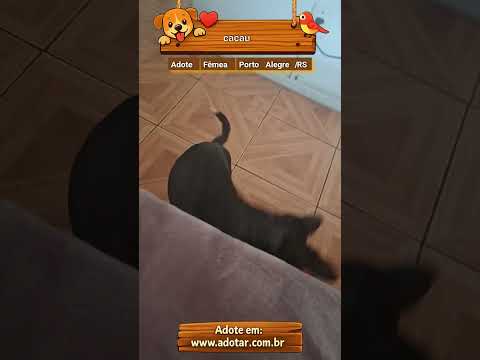 Vídeo de cacau