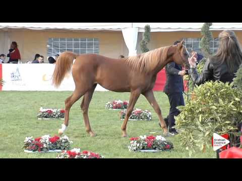 N.58 AMIRA DEL BRIO - Arezzo 2015 - Fillies 1 year old (Class 7A)