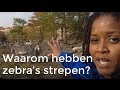 Waarom hebben zebra's strepen? | Vragen van kinderen |  Het Klokhuis