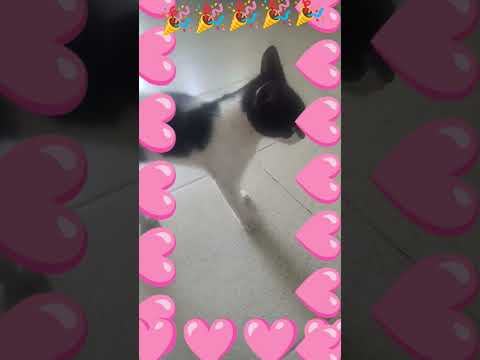 🐈‍⬛🐈‍⬛🐈🐈‍⬛🐈🐈‍⬛🐈