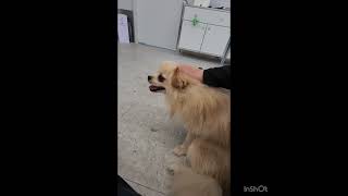 Video preview image #1 Pomeranian Puppy For Sale in Seattle, WA, USA