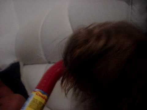 Cãozinho Virado - Neilan