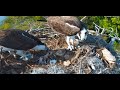 Moorings Park Osprey Live Stream Naples, FL  Now in 4K