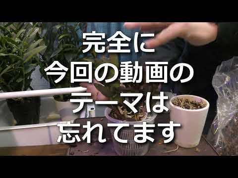 園芸 エピデンドロン