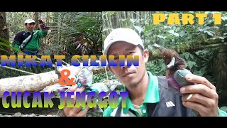 Download lagu Mikat burung cililin di atas jurang mp3