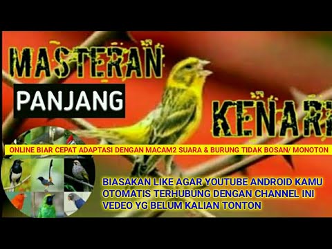 Download Masteran Kenari Durasi Panjang Om Kicau Mp3 dan Mp4 Terpopuler
Gratis