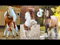 The Best HORSE TikTok Compilation #151