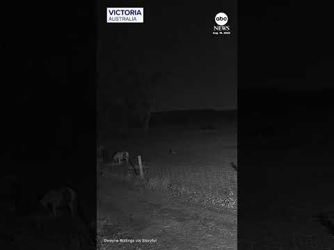 Meteor seen streaking across night sky in Australia