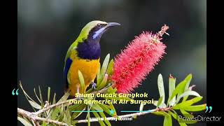 Download lagu cucak cungkok & suara air, bagus & jernih, cocok untuk masteran & pikat mp3 Download lagu cucak cungkok & suara air, bagus & jernih, cocok untuk masteran & pikat mp3