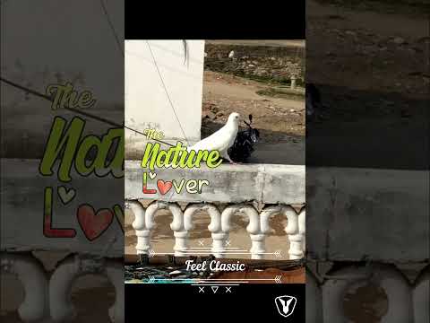 Music - Feel Classic | द नेचर लवर #nature #ambientmusic #relaxingmusic