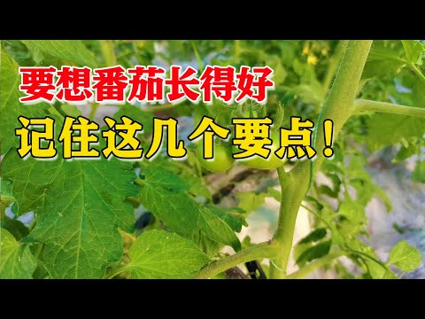 , title : '番茄想要花好果靓，巧用苄氨基嘌呤，成本低效果好！【付老师种植技术团队官方频道】'