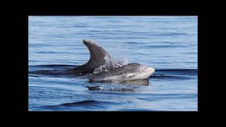 Adopt a Dolphin Update April 2022 | Whale and Dolphin Conservation