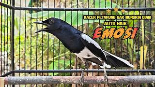 Download lagu Suara Burung Kacer ini Bikin Kacer Lawan Emosi Gacor, Pancingan Kacer Agar Cepat Emosi Gacor mp3