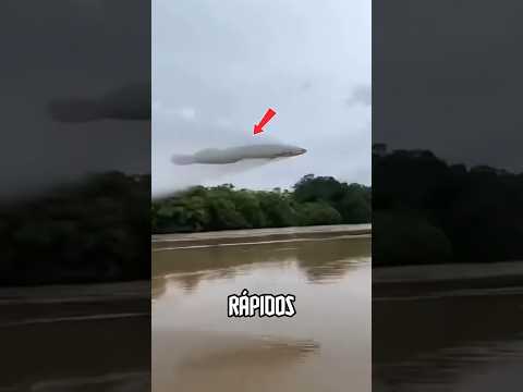 Os PEIXES mais RÁPIDOS do PLANETA! #curiosidades #animais #bichos