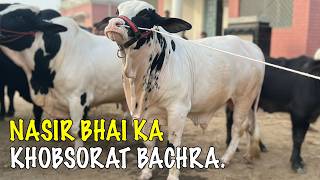 Download lagu Multan Mandi Main Aya Nasir Laya Behtreen Gulabi Bachra @SSTvs mp3