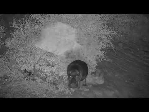 Djuma: Hippo returning to the dam - 01:25 - 04/02/2022