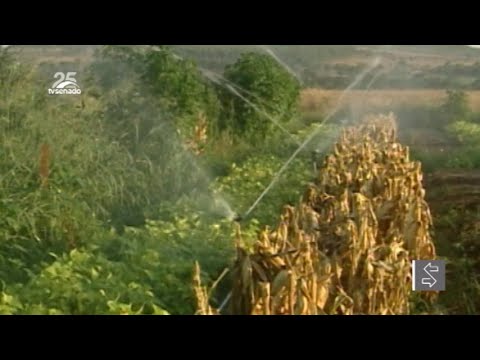 Agricultura irrigada no Brasil precisa receber mais atenção, dizem especialistas