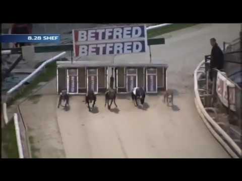 2018 BGBF Puppy Cup Heat 6 - Porterhouse