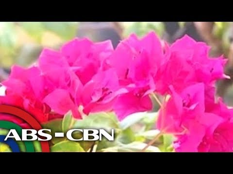 download lagu mp3 mp4 Bougainvillea Farm, download lagu Bougainvillea Farm gratis, unduh video klip Bougainvillea Farm