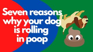 Why does your dog roll around in poop? | A veterinarian explains