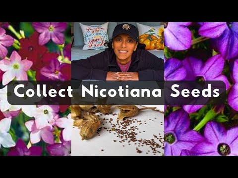 How To Collect Nicotiana Seeds / Save Harvest Flowering Tobacco Seed