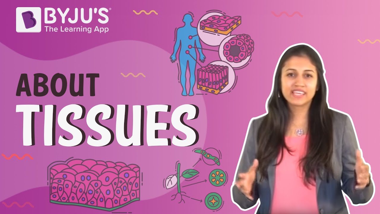 Summary on Tissues