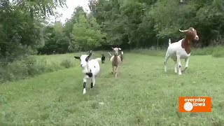 Everyday Iowa - A preview of Our Town Galena with TV9&#39;s Jim Mertens