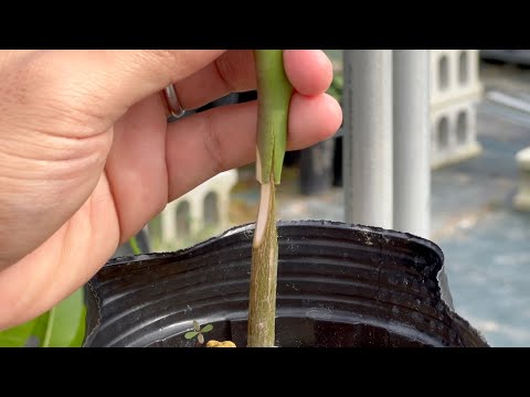 Amazing grafting that no one knows about!