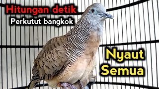 Download lagu Perkutut bangkok gacor SUARA AMPUH Jadikan perkutut bangkok gacor nyaut mp3 Download lagu Perkutut bangkok gacor SUARA AMPUH Jadikan perkutut bangkok gacor nyaut mp3