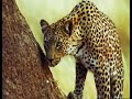 Zimbabwe Safari Guides In Training Wild Dangerous BBC Earth