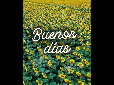 Buenos días Video. campo de girasoles