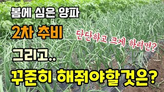 봄에심은양파 2차추비 양파를 단단하고 굵게하기 밭에 가면 꾸준히 해야할일 양파농사