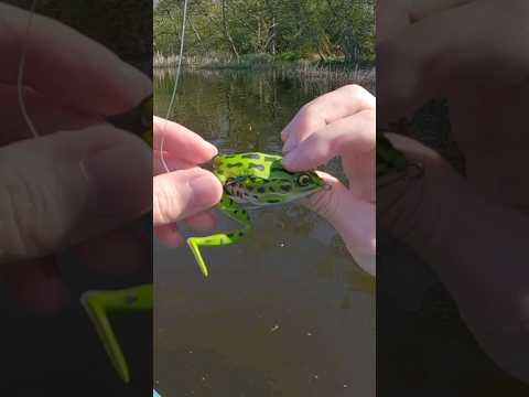 What You're Not Told About Frog Fishing... #bassfishing #fishing #kayakfishing #angler