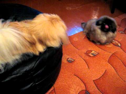 Oziris, Nikoleta, pekines