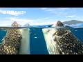 Amazing Animals Of Asia BBC Earth