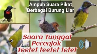 Download lagu AMPUH SUARA PERENJAK TUNGGAL TETET TETET BISA PIKAT BERBAGAI BURUNG LIAR mp3