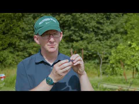 What should I do if I find a swarm of bees? - Beekeeping & Pollinators