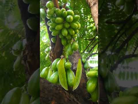 , title : 'super sour cucumber tree #short #fruitsurprises #kamias #fruits #viralshorts'