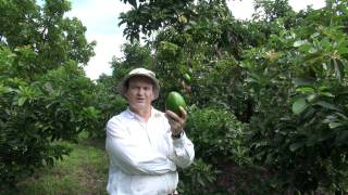 Beta Avocado in Homestead Florida