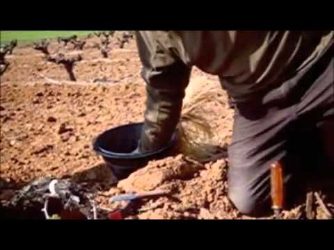 Injerto de pua en viña