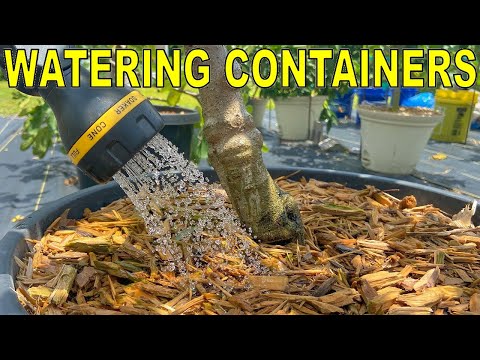 How To Water A Container Garden Properly In 2 Minutes