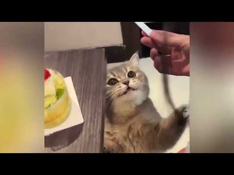 Les animaux rigolos vont faire fondre ton cœur