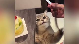Miniature vidéo