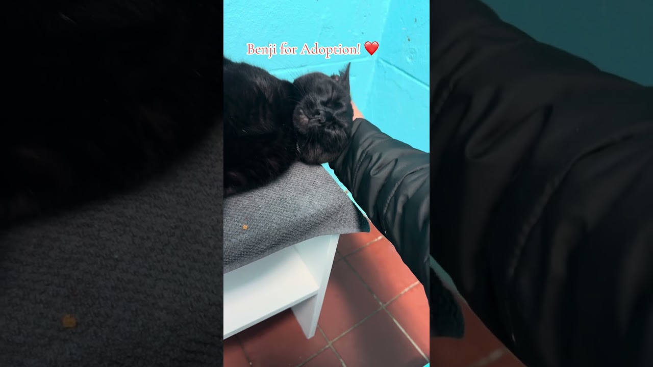 Enlarge Benji, a Adoptable Domestic Short Hair in Long Beach, NY video 3/6