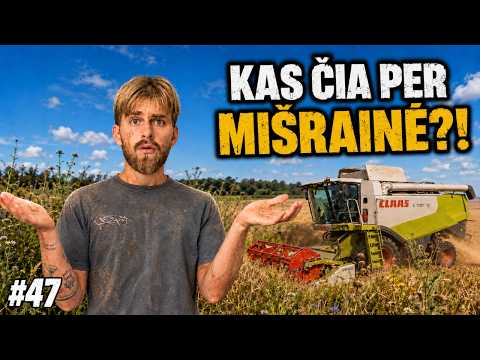 Žolėti Miežkviečiai Krito Pirmi! // JAUNASIS ŪKININKAS #47